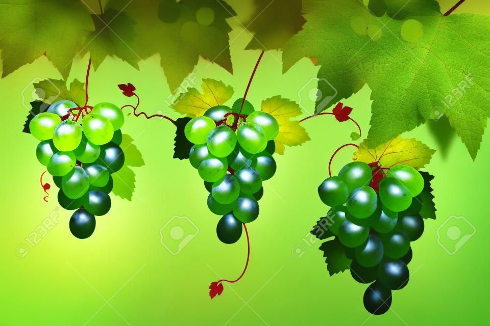 de uvas verdes las uvas rojas y hojas sobre un fondo blanco.