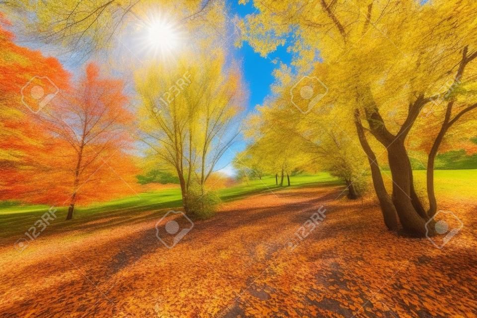 Herfst, herfstlandschap in het park. Kleurrijke bladeren, zonnige blauwe lucht.