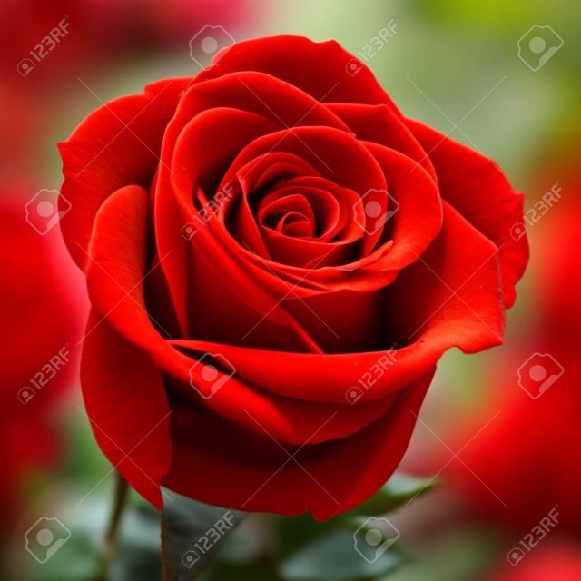 closeup of a beautiful red rose in a garden
