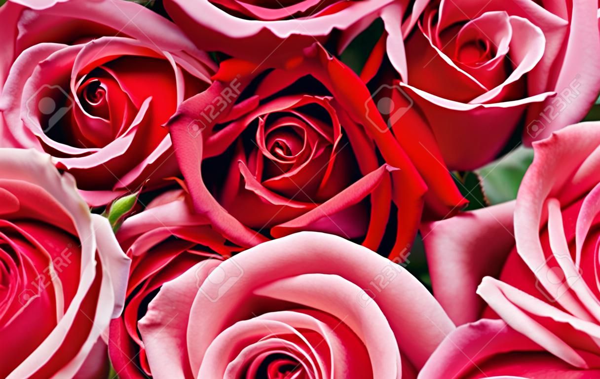 Red and pink roses background