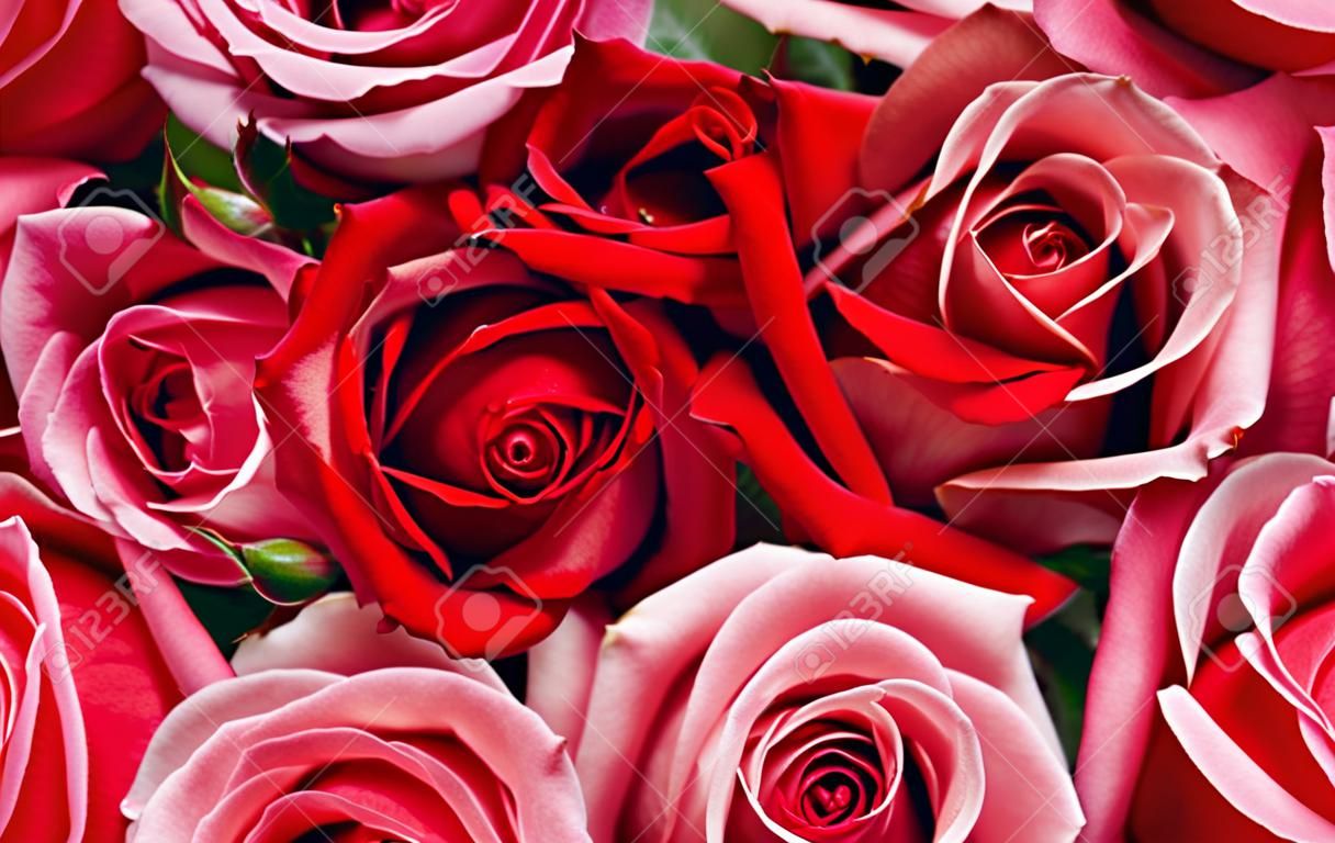 Czerwone i różowe róże w tle