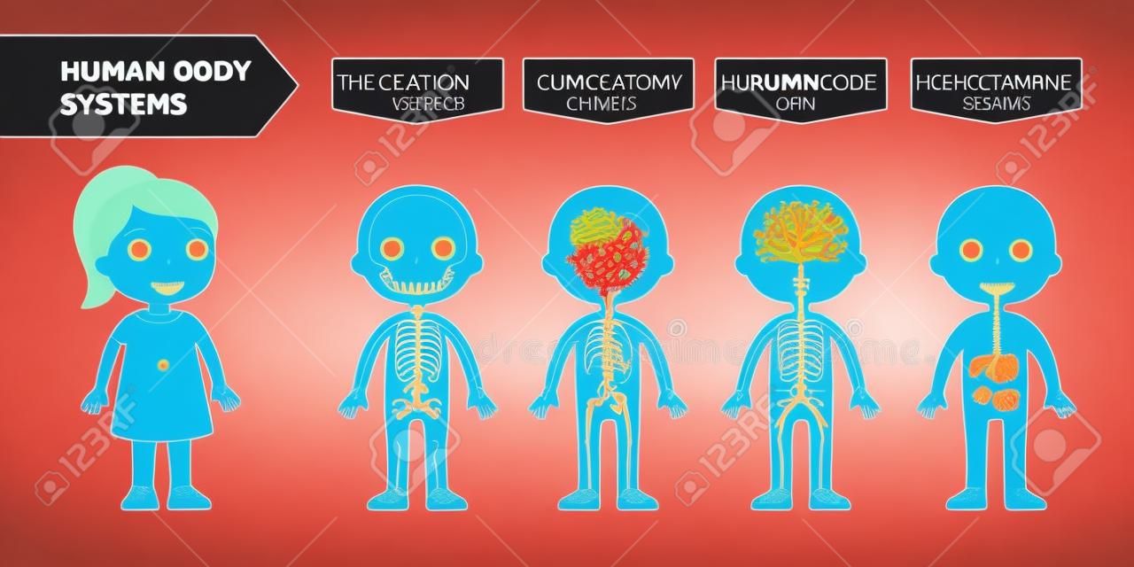 La estructura del cuerpo humano: anatomía para niños. Sistemas: esquelético, circulatorio, nervioso, digestivo. Ilustración vectorial de dibujos animados. Tarjeta de ayuda docente