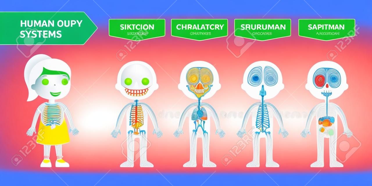 A estrutura do corpo humano - anatomia para crianças. Sistemas: esquelético, circulatório, nervoso, digestivo. Cartoon vector illustration. Card for teaching aid