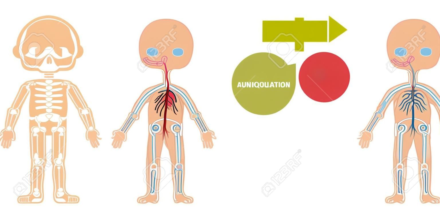 The structure of the human body - anatomy for children. Systems: skeletal, circulatory, nervous, digestive. Cartoon vector illustration. Card for teaching aid. For use in animation, applications.