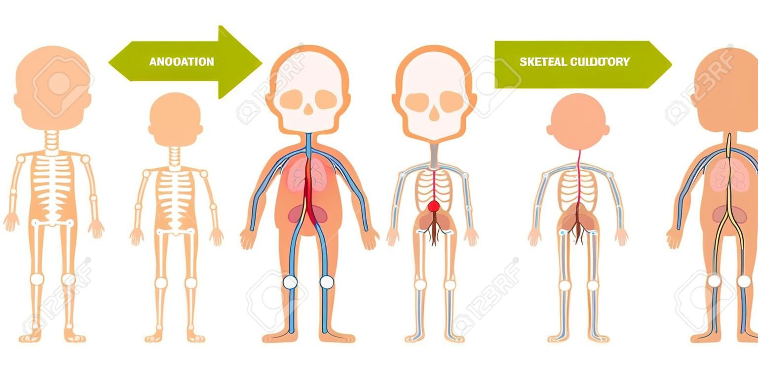 Die Struktur des menschlichen Körpers - Anatomie für Kinder. Systeme: Skelett, Kreislauf, Nerven, Verdauung. Cartoon-Vektor-Illustration. Karte für Lehrmittel. Zur Verwendung in Animationen, Anwendungen.