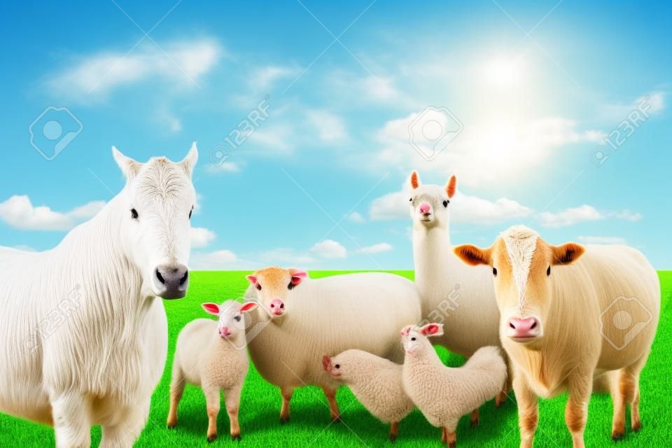 Grupo de animais de fazenda em campo verde e fundo de céu azul