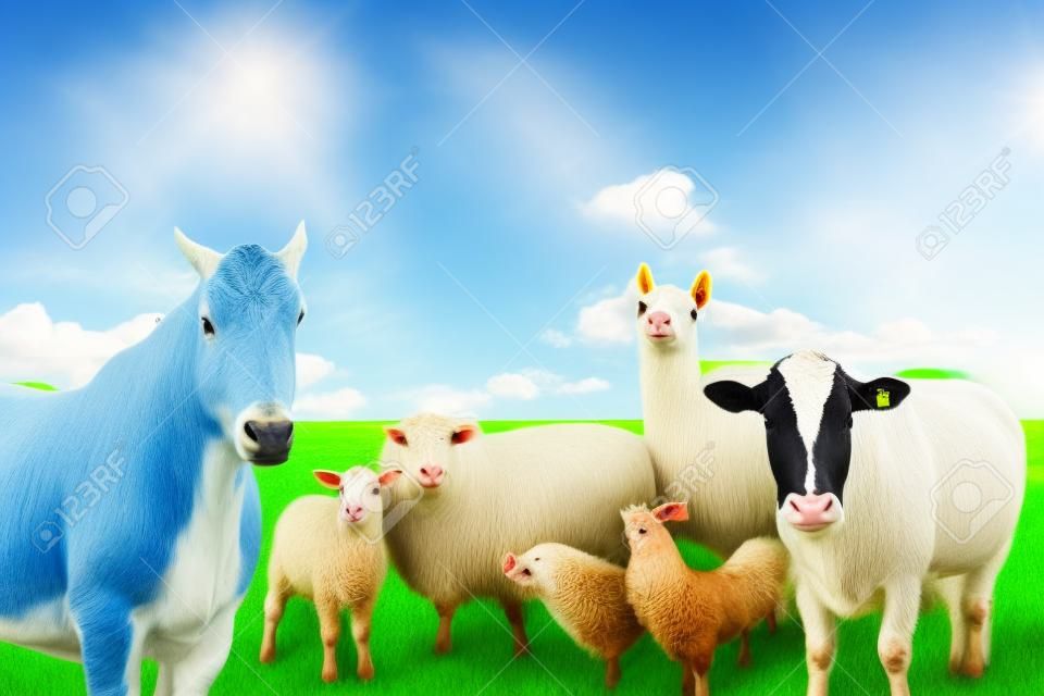 Grupo de animais de fazenda em campo verde e fundo de céu azul