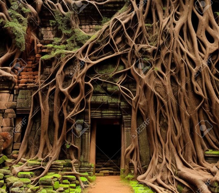 Ağaç kökleri ile kaplı Angkor tapınak Eski giriş