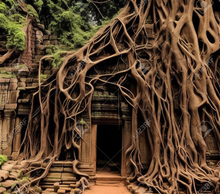 吳哥寺的舊門口佈滿樹根