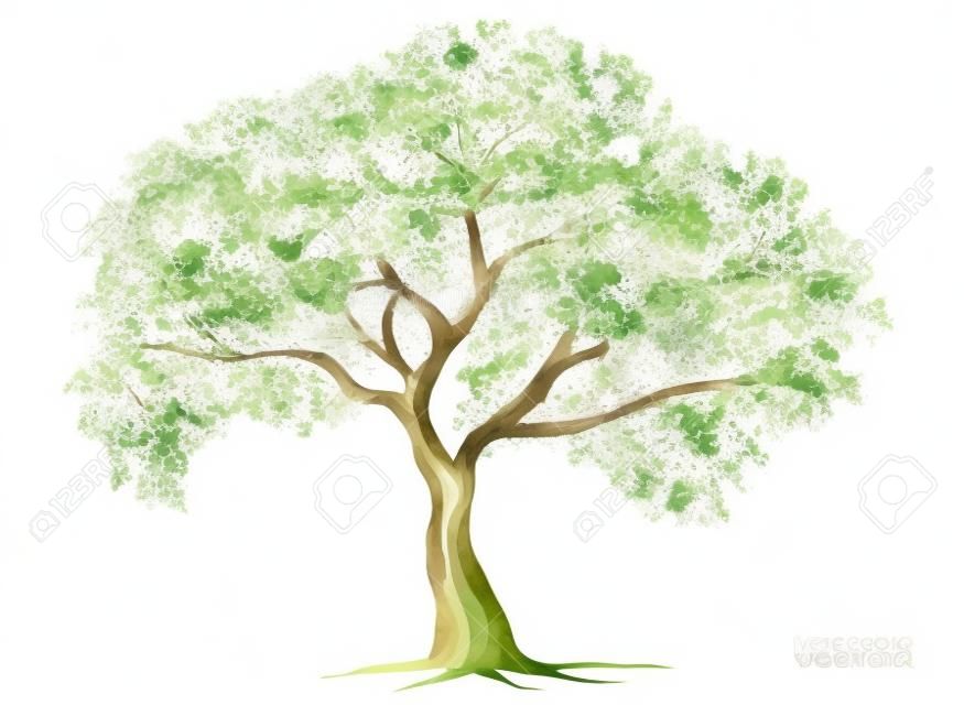 Aquarelle vectorielle de vue latérale de l'arbre isolée sur fond blanc pour les éléments de dessin de paysage et d'architecture pour l'environnement et la peinture de jardin botanique pour la section et l'el