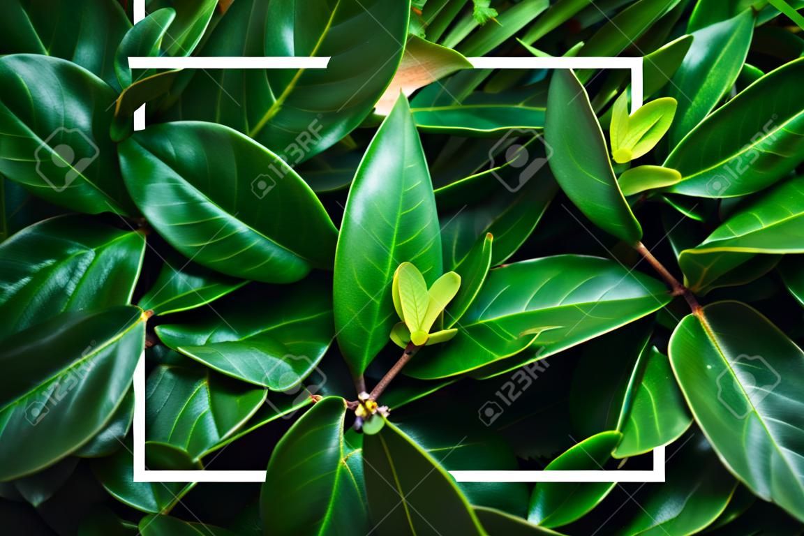 Creative layout green leaves with white square frame.