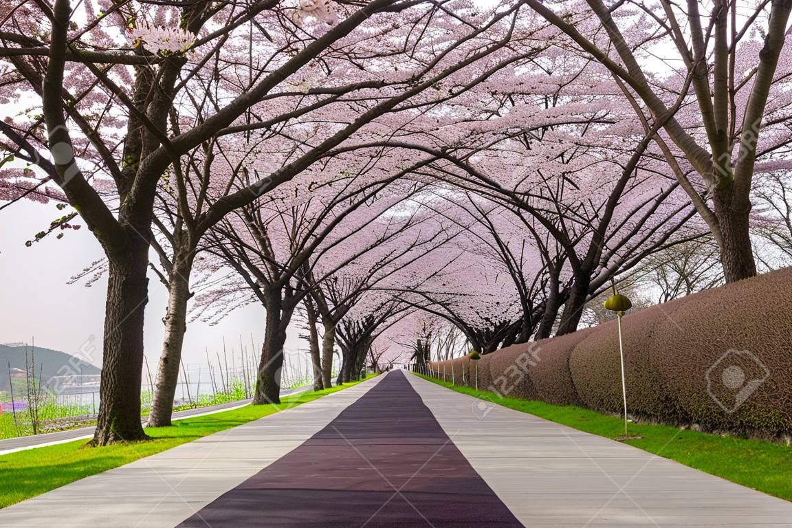 Busan, Güney Kore'de bahar pembe kiraz çiçeği ağacı ve yürüyüş yolu