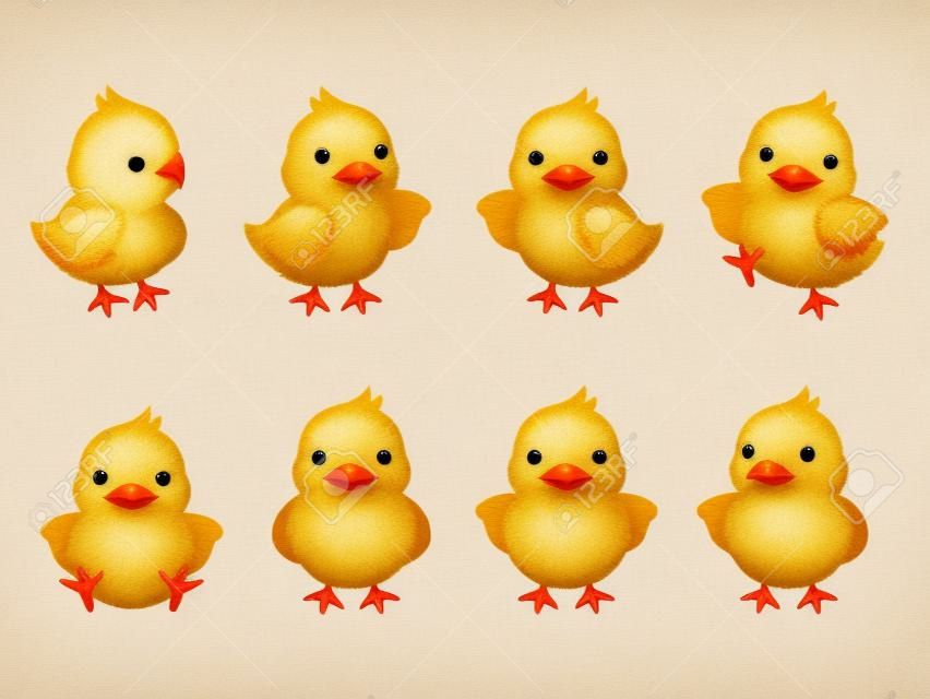 Illustration set of chicks in 8 different poses(backward, raise one hand, introduce, dance, sit, face, raise both hands, guide)
