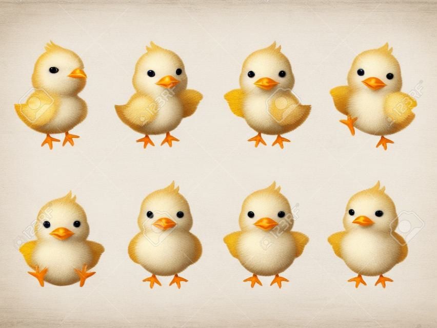 Illustration set of chicks in 8 different poses(backward, raise one hand, introduce, dance, sit, face, raise both hands, guide)