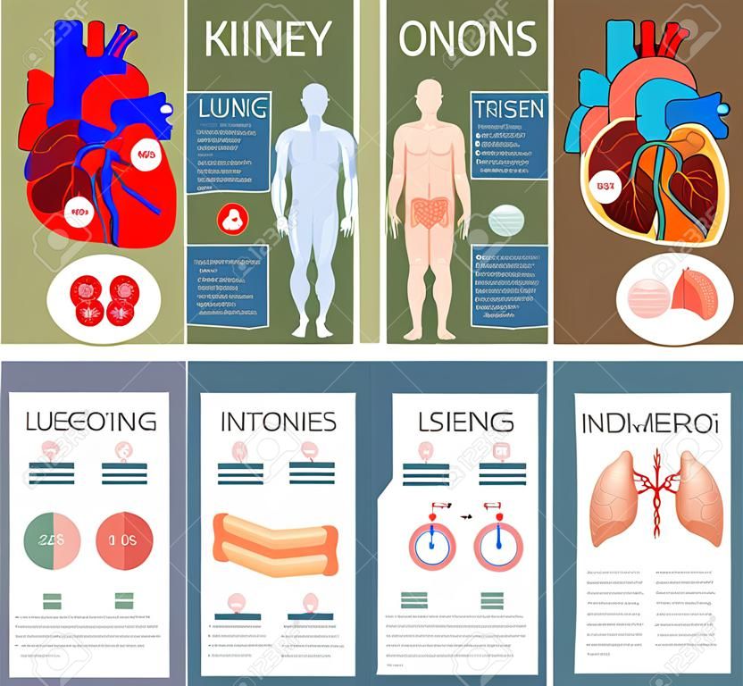 Emberi szervek anatómiája infographic poszter chart, diagram és ikon. Vese, tüdő, máj, szív, gyomor, a belek anatómia orvostudomány infographic, diagram, rajz. Anatomy infographic prospektus