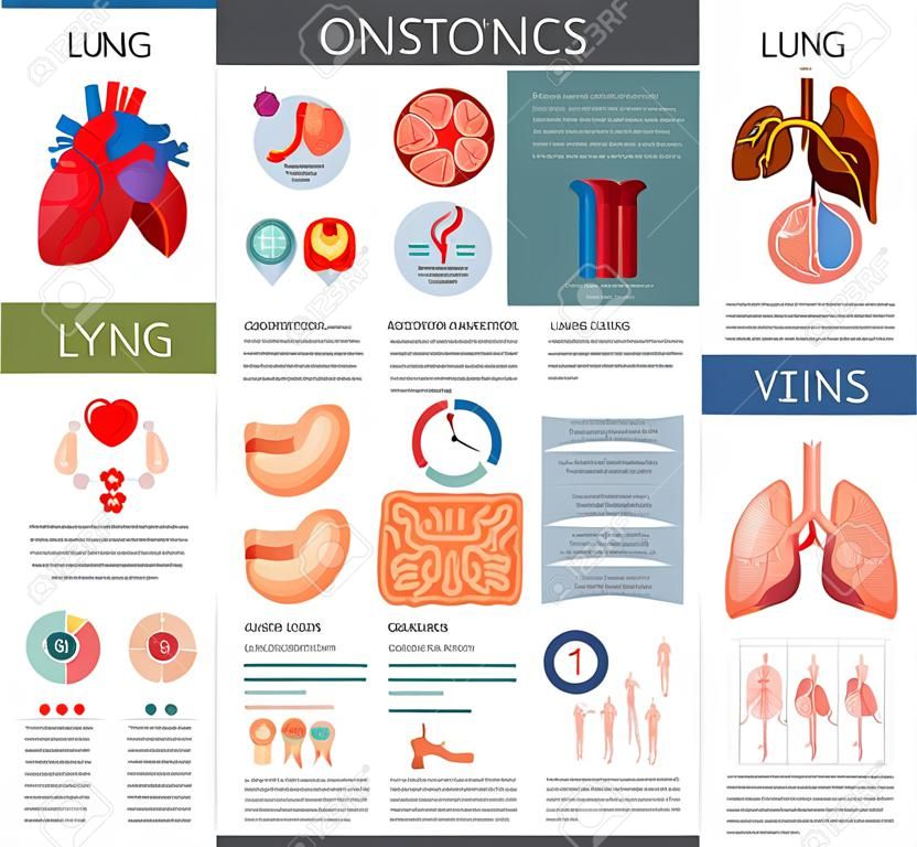 Emberi szervek anatómiája infographic poszter chart, diagram és ikon. Vese, tüdő, máj, szív, gyomor, a belek anatómia orvostudomány infographic, diagram, rajz. Anatomy infographic prospektus
