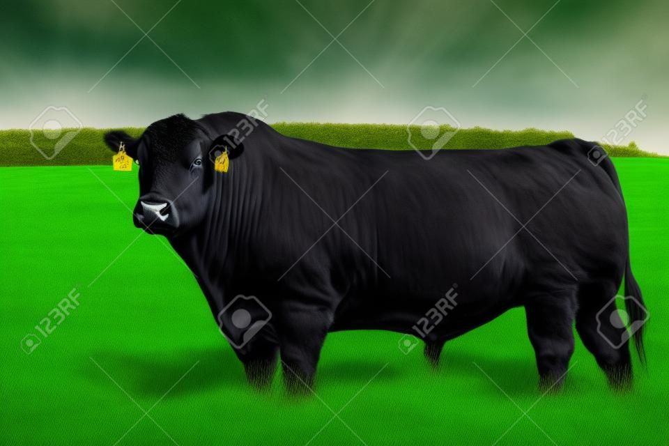 Um touro angus preto fica em um campo gramado verde.