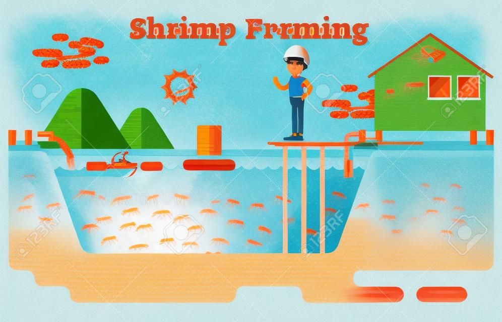 Shrimp  prawns farming aquaculture business illustration
