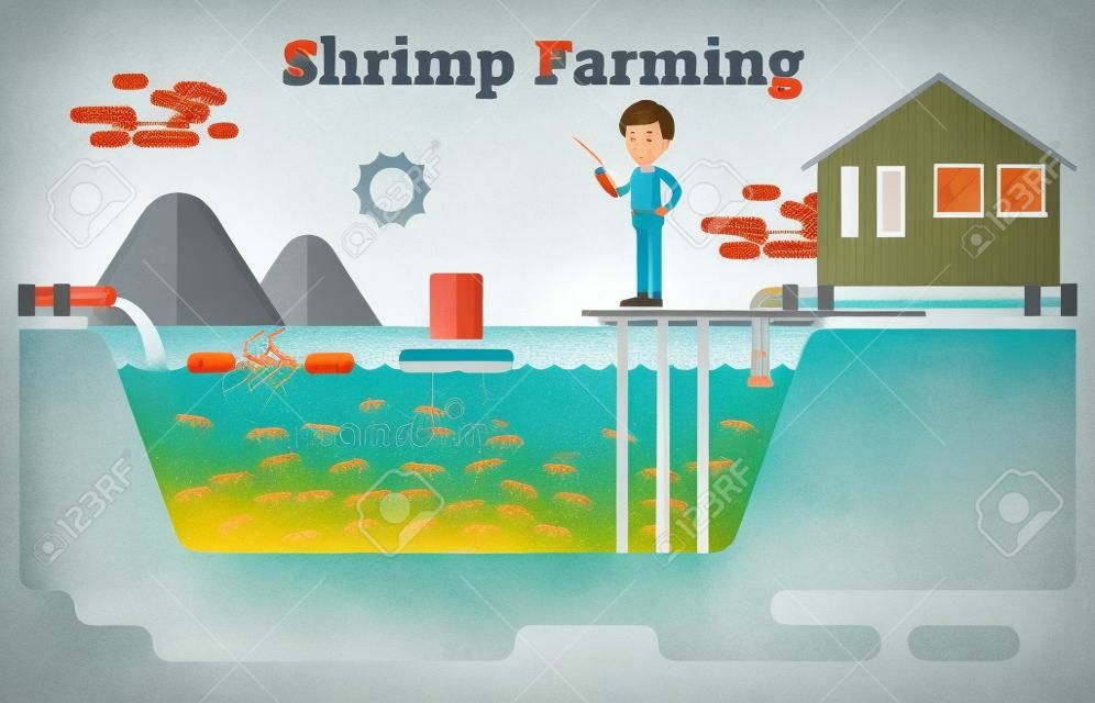 Shrimp  prawns farming aquaculture business illustration