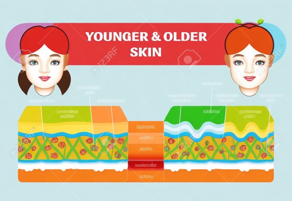 Схема сравнения кожи старшего и младшего возраста, схема векторной иллюстрации, лицо молодой девушки и женщины постарше.