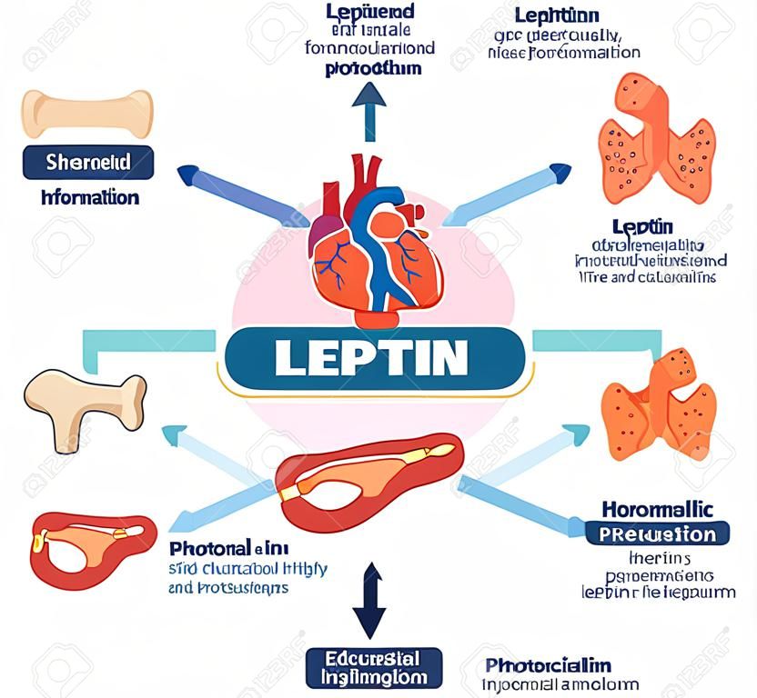 Leptin 호르몬 역할 도식 벡터 그림 다이어그램에서. 교육 의료 정보.