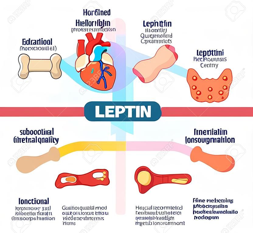 Leptin hormone role in schematic vector illustration diagram. Educational medical information.