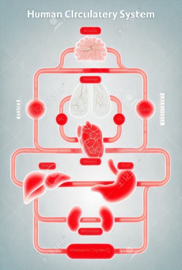 Diagramma di illustrazione vettoriale del sistema circolatorio umano, schema dei vasi sanguigni.