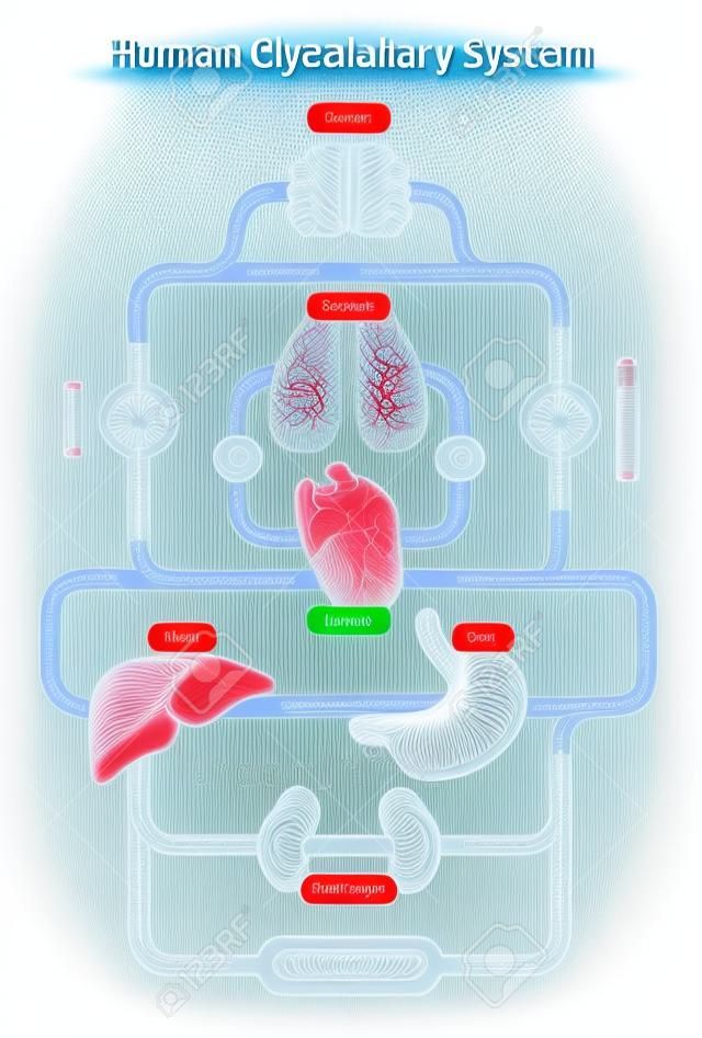 Human Circulatory System vector illustration diagram, blood vessels scheme.