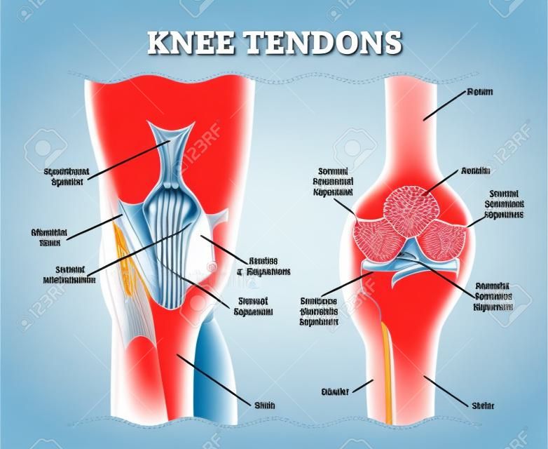 Schema medico dell'illustrazione di vettore dei tendini del ginocchio, diagramma anatomico. Informazioni educative
