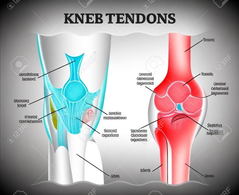 膝蓋肌腱醫療矢量插圖方案，解剖圖。教育信息。