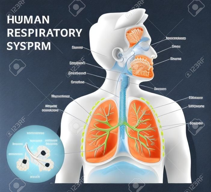 Human Respiratory System anatomical vector illustration, medical education cross section diagram with nasal cavity, throat, esophagus, trachea, lungs and alveoli.