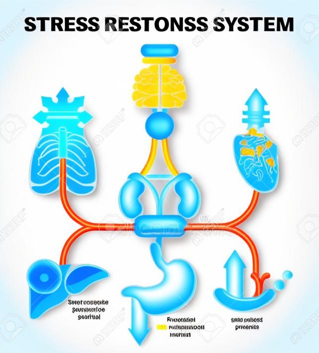 Diagrama de ilustración de vector de sistema de respuesta al estrés, esquema de impulsos nerviosos. Información médica educativa.