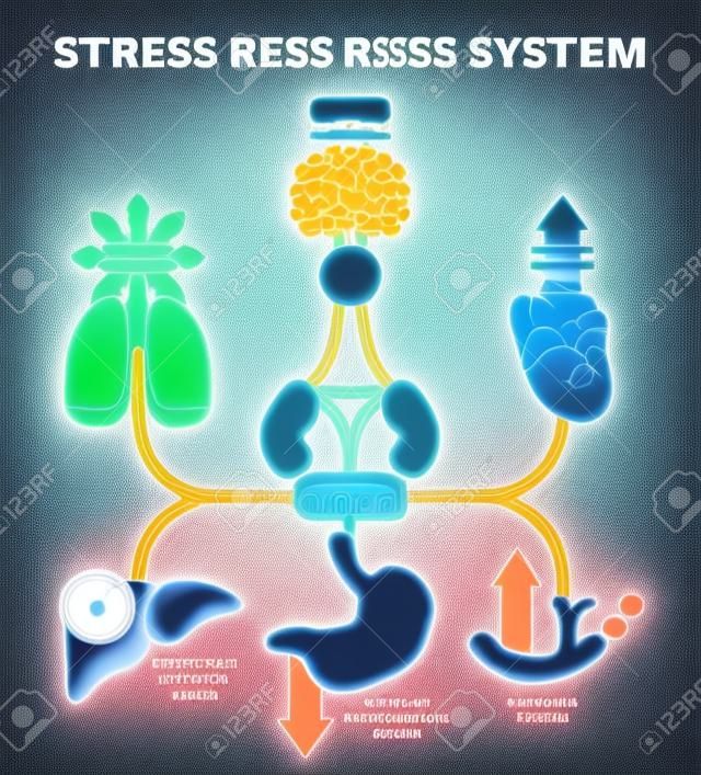 Stress response systeem vector illustratie diagram, zenuwimpulsen schema. Educatieve medische informatie.
