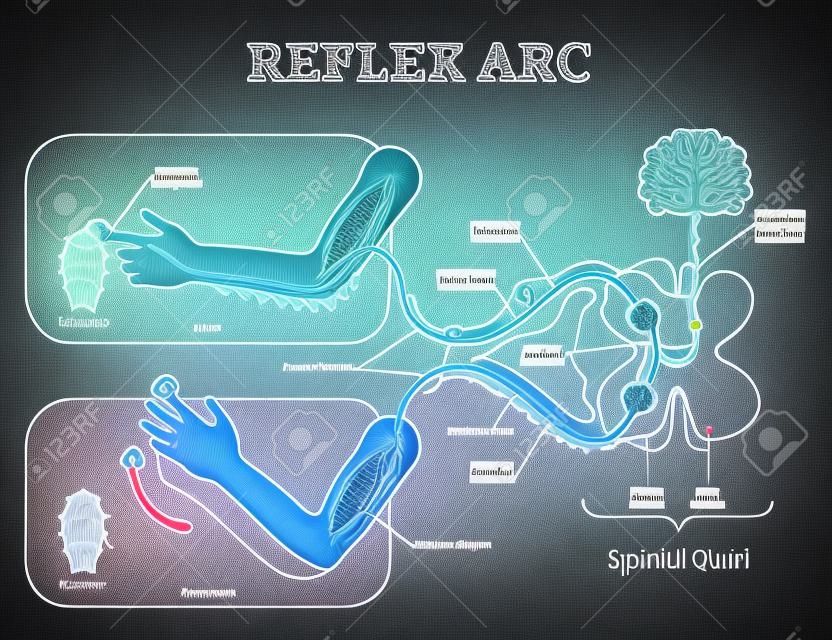 Schema anatomico di arco riflesso spinale, illustrazione vettoriale, con midollo spinale, percorso di stimolo al neurone sensoriale, neurone di relè, motoneurone e tessuto muscolare. Diagramma educativo.