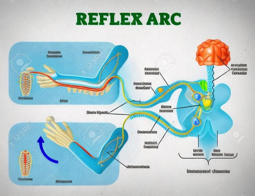 Esquema anatómico del arco reflejo espinal, ilustración vectorial, con médula espinal, vía de estímulo a la neurona sensorial, neurona de transmisión, neurona motora y tejido muscular. Diagrama educativo