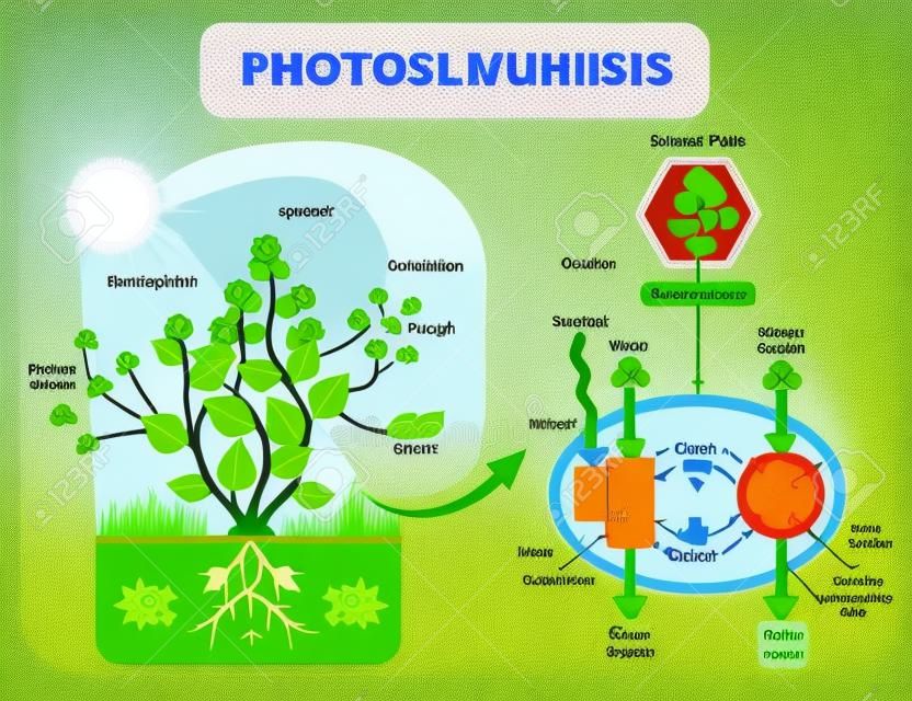 Photosynthesis biological vector illustration diagram with plan cell chloroplast kelvin cycle scheme. Conversion of light, water, carbon dioxide, oxygen and sugars.