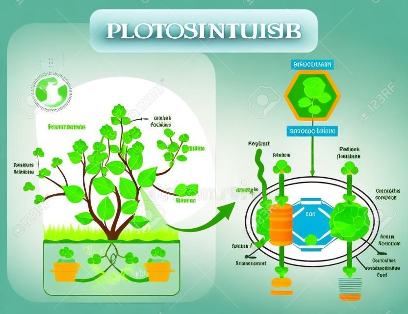 Photosynthesis biological vector illustration diagram with plan cell chloroplast kelvin cycle scheme. Conversion of light, water, carbon dioxide, oxygen and sugars.