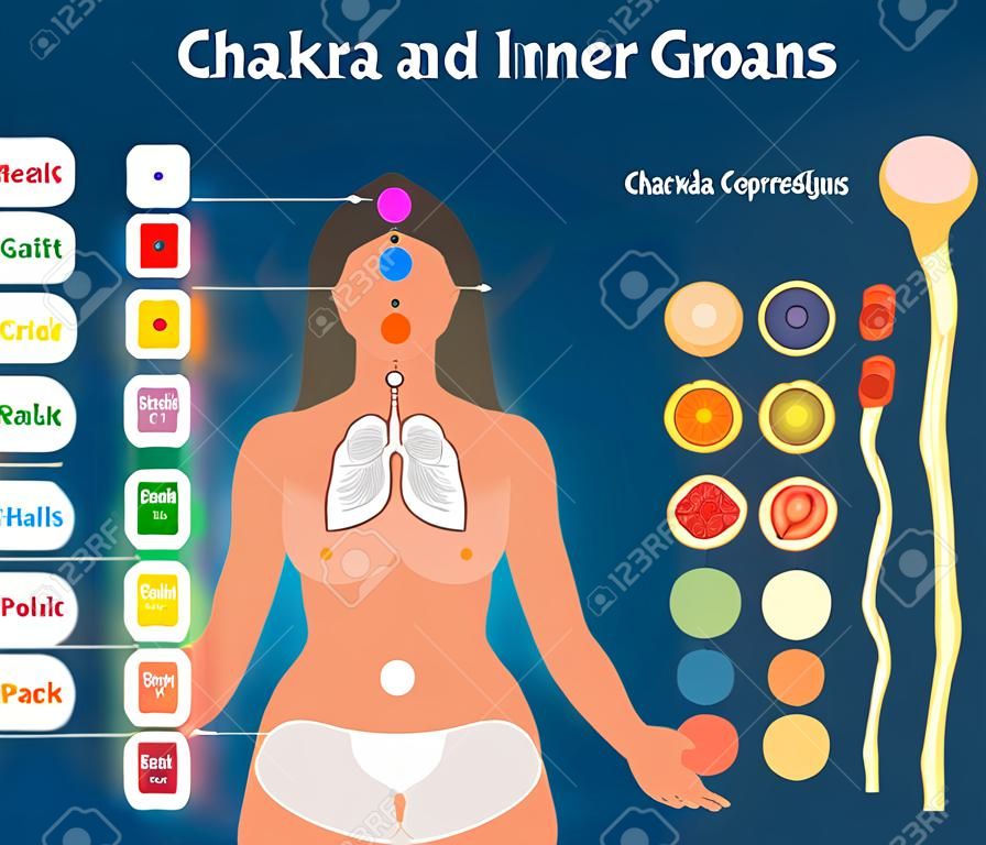 7 curación de chakra y grupos de órganos internos correspondientes, diagrama de ilustración vectorial. Infografía de ciencia del cuerpo esotérico.