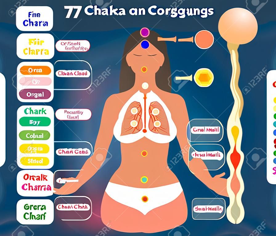 7 chakra healing and corresponding inner organ groups, vector illustration diagram. Esoteric body science infographic.