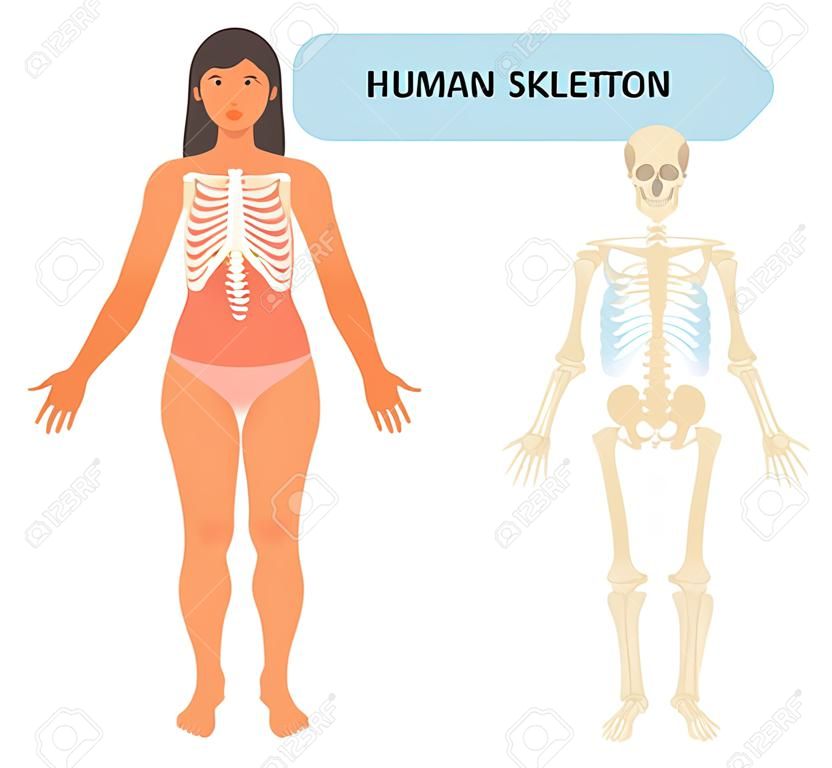 完整的人体骨骼解剖模型。与女性的医疗传染媒介例证海报。