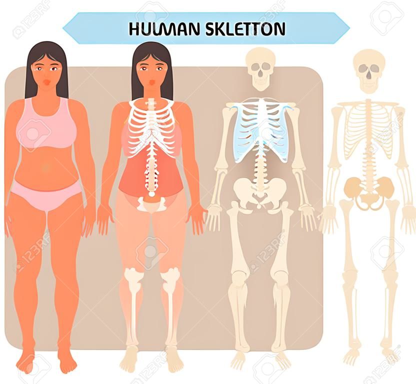 完整的人体骨骼解剖模型。与女性的医疗传染媒介例证海报。