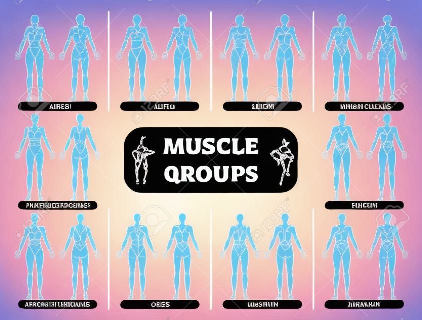 Illustrazione di vettore di forma fisica anatomica di gruppi muscolari femminili, grafico informativo di allenamento sportivo.