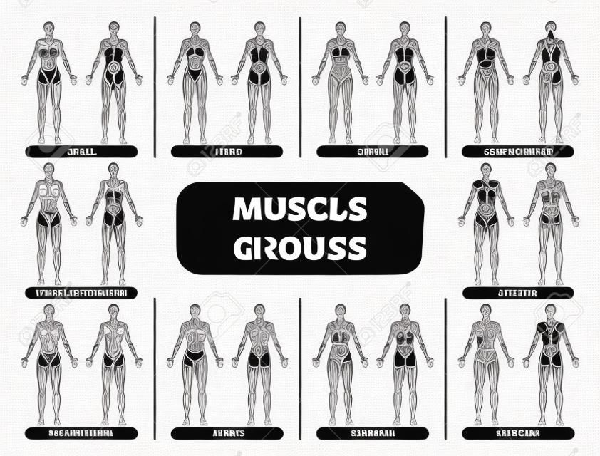 女性肌肉群解剖健身矢量插圖，體育訓練翔實的圖表。