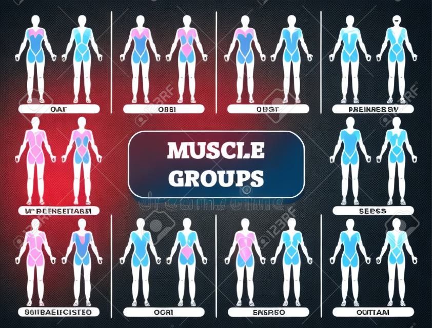 Anatomische Fitnessvektorillustration der weiblichen Muskelgruppen, informative Tabelle des Sporttrainings.