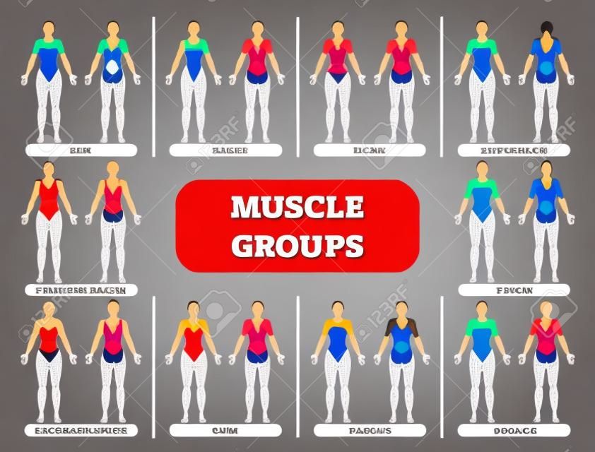 Anatomische Fitnessvektorillustration der weiblichen Muskelgruppen, informative Tabelle des Sporttrainings.