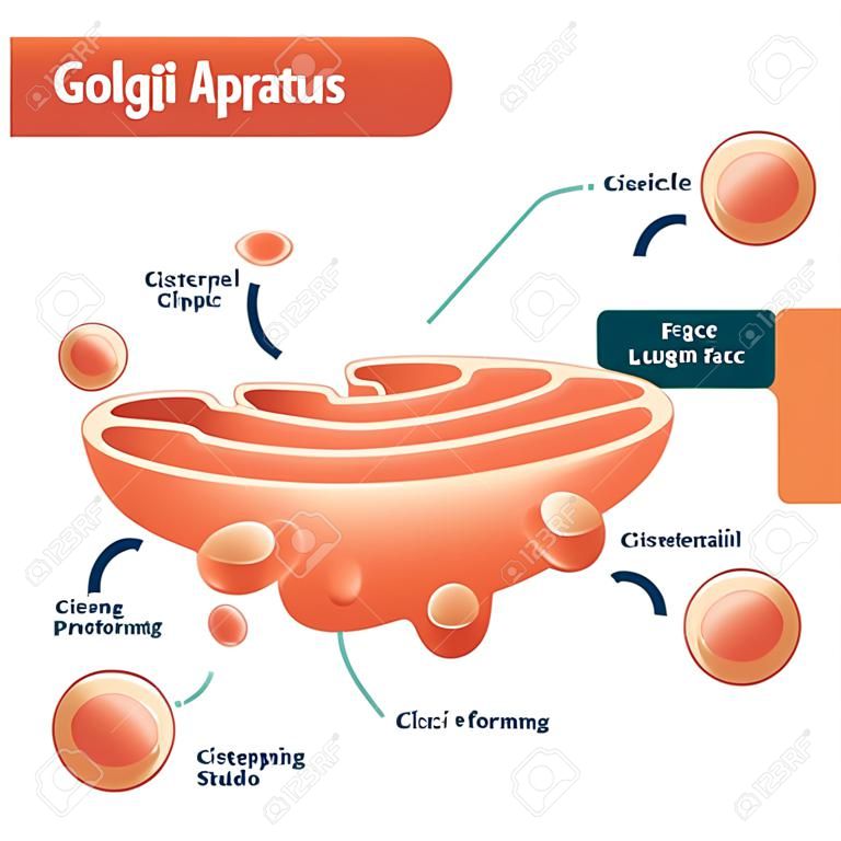 高尔基体矢量图。带有池，腔，顺或反面，细胞，分泌和新形成囊泡的标记显微方案。与接收和运输侧的特写图。