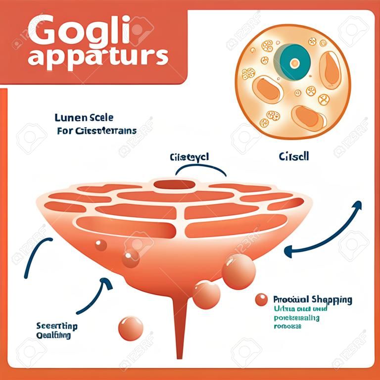 Golgi apparatus vector illustration. Labeled microscopic scheme with cisternae, lumen, cis or trans face, cell, secretory and newly forming vesicle. Closeup diagram with receiving and shipping side.