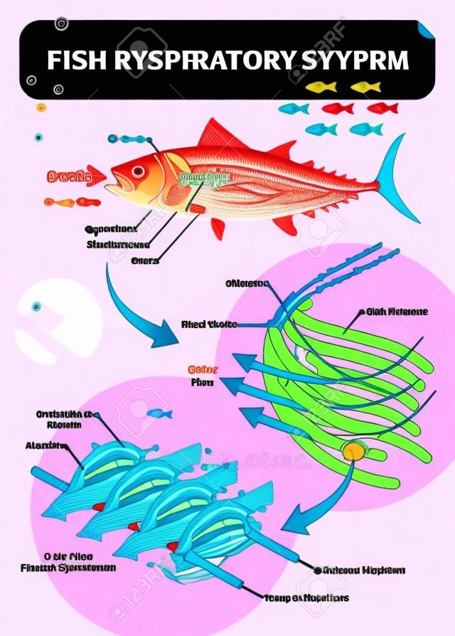물고기 호흡기 시스템 벡터 일러스트 레이 션. 아가미 아치, operculum, 혈관 및 심장으로 레이블이 지정된 해부학적 체계. 라멜라에 모세혈관이 있고 빈약한 혈액 산소가 풍부한 다채로운 도표.