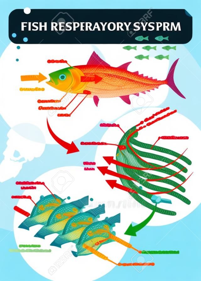 물고기 호흡기 시스템 벡터 일러스트 레이 션. 아가미 아치, operculum, 혈관 및 심장으로 레이블이 지정된 해부학적 체계. 라멜라에 모세혈관이 있고 빈약한 혈액 산소가 풍부한 다채로운 도표.