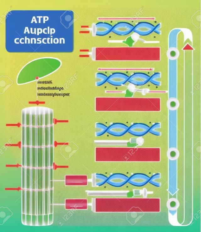 ATP筋収縮サイクルベクターのイラストを標識スキーム。筋肉、繊維、細胞を持つ教育図。薄く、厚いフィラメントを有する筋肥厚の構造。